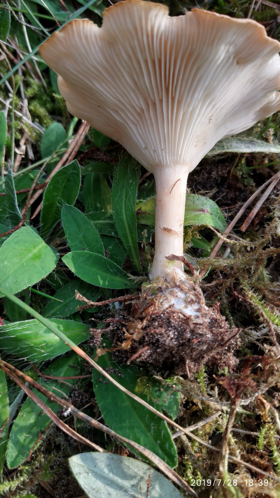 Говорушка ворончатая (Clitocybe Gibba)