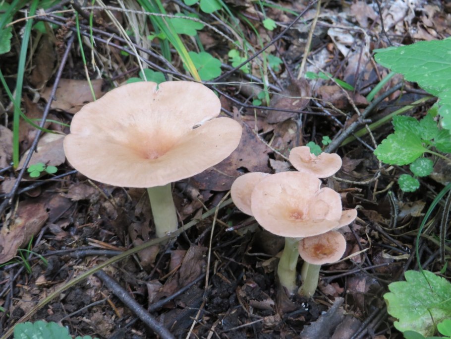 Гриб говорушка Полевая