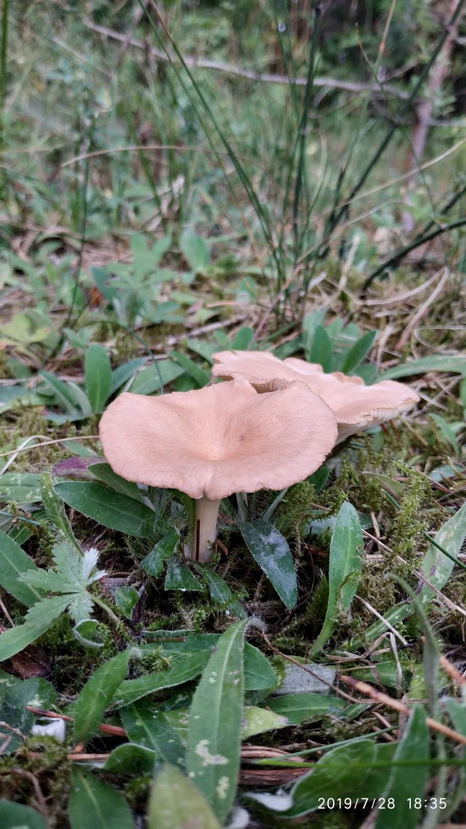 Грибы говорушка ворончатая съедобная