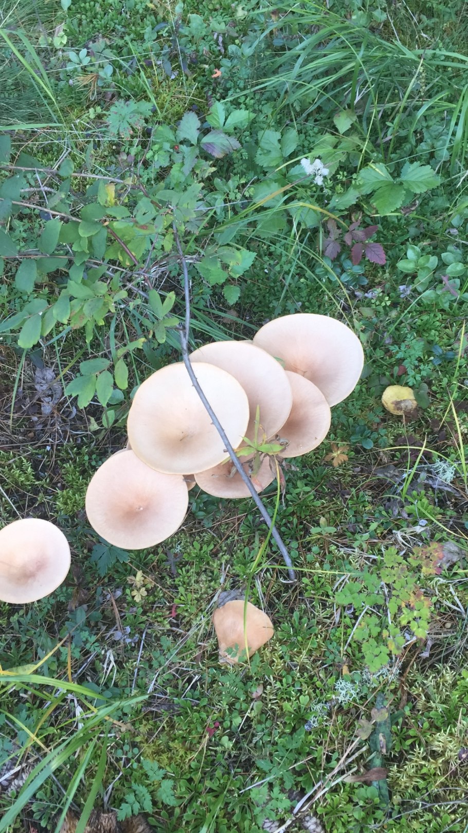 Говорушка беловатая (Clitocybe dealbata)