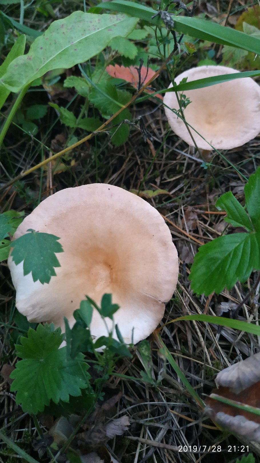 Говорушка булавоногая