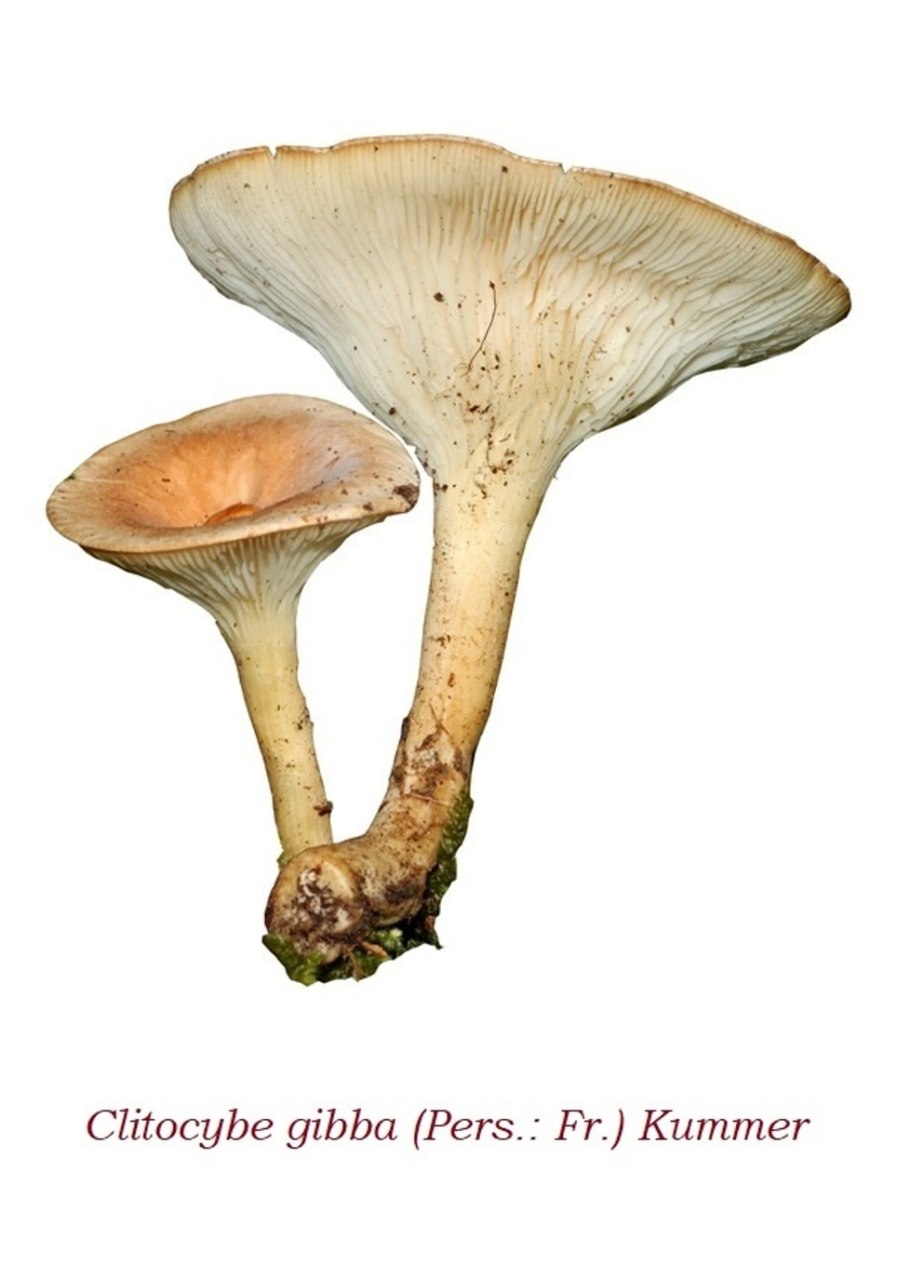 Говорушка восковатая