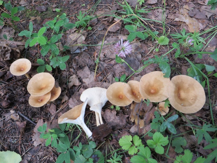 Гриб рюмочка