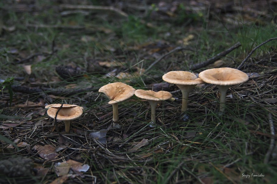 Грибы говорушка ворончатая