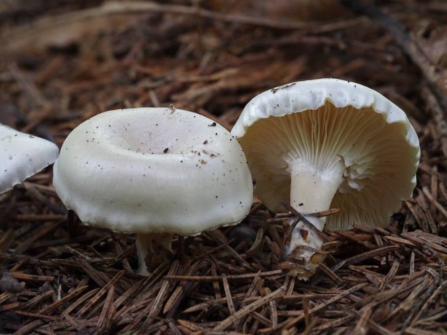 Говорушка беловатая (clitocybe rivulosa)съедобная???