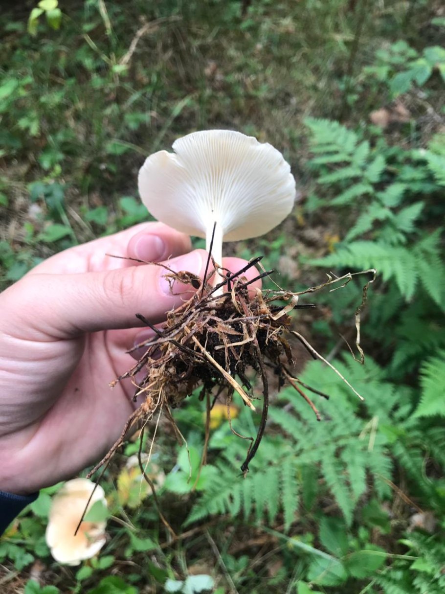 Говорушка беловатая съедобная