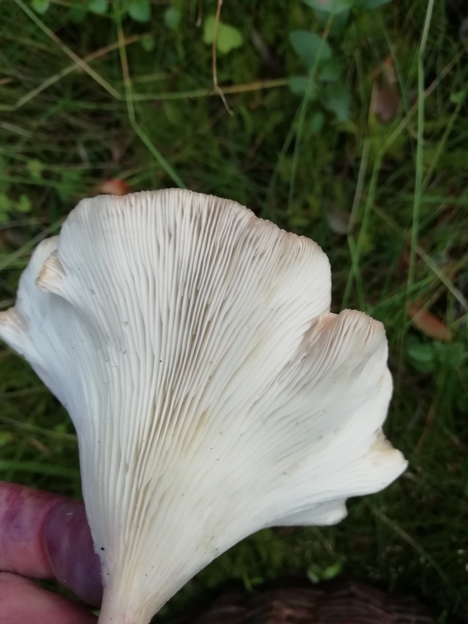 Говорушка ворончатая (Clitocybe Gibba)