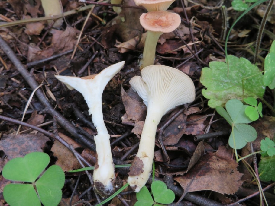 Говорушка ворончатая