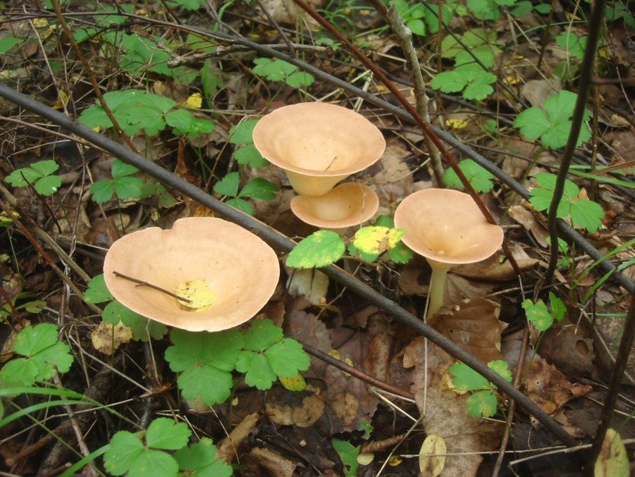 Говорушка ворончатая (Clitocybe Gibba)