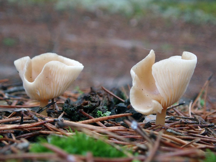 Говорушка беловатая (Clitocybe dealbata)