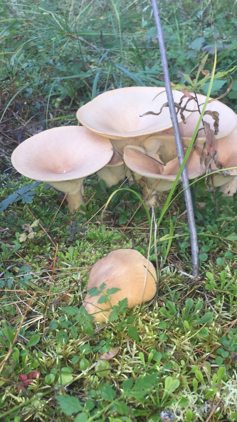 Говорушка ворончатая белая