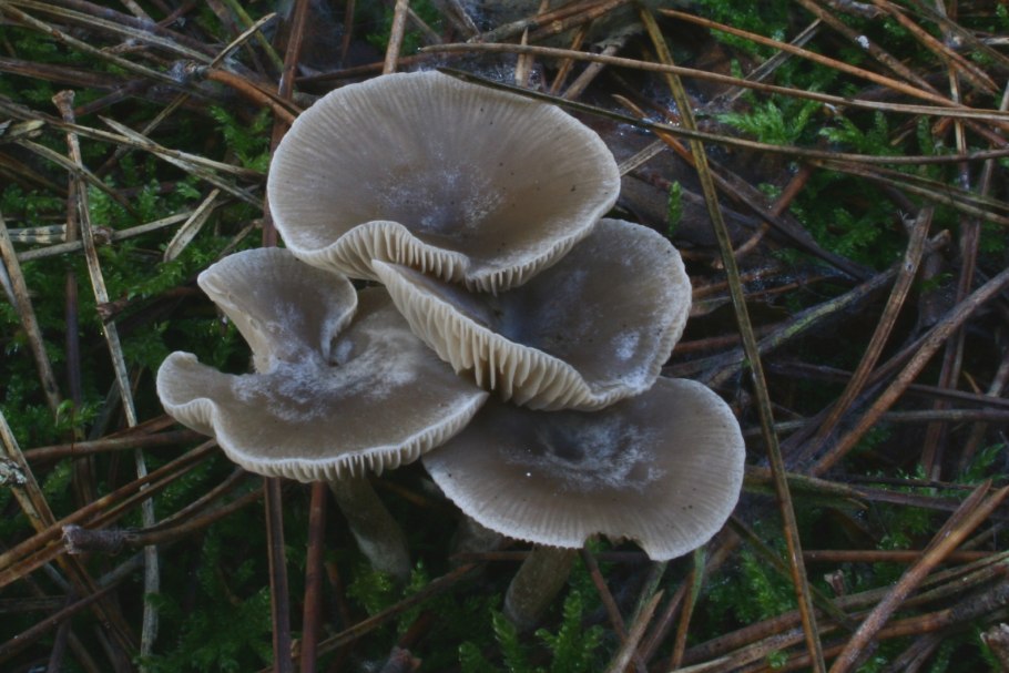 Говорушка желобчатая clitocybe vibecina