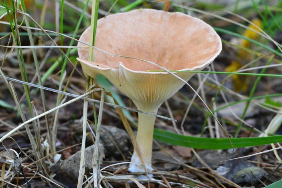 Говорушка беловатая Clitocybe vibecina