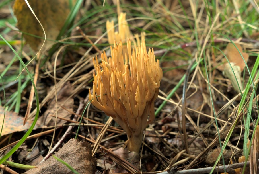 Ramaria Eumorpha