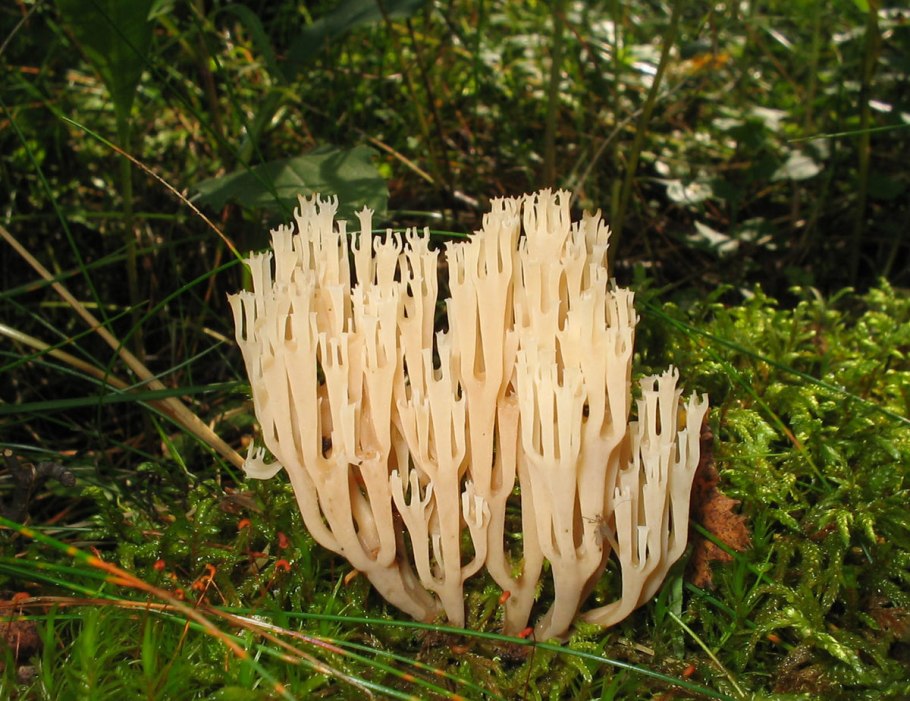 Рогатик гроздевой (Ramaria Botrytis)