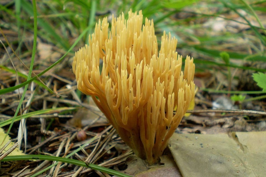 Ramaria Invalii