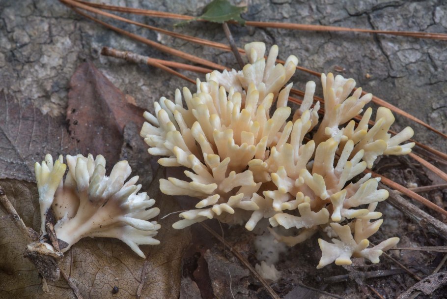 Клавулина гребенчатая