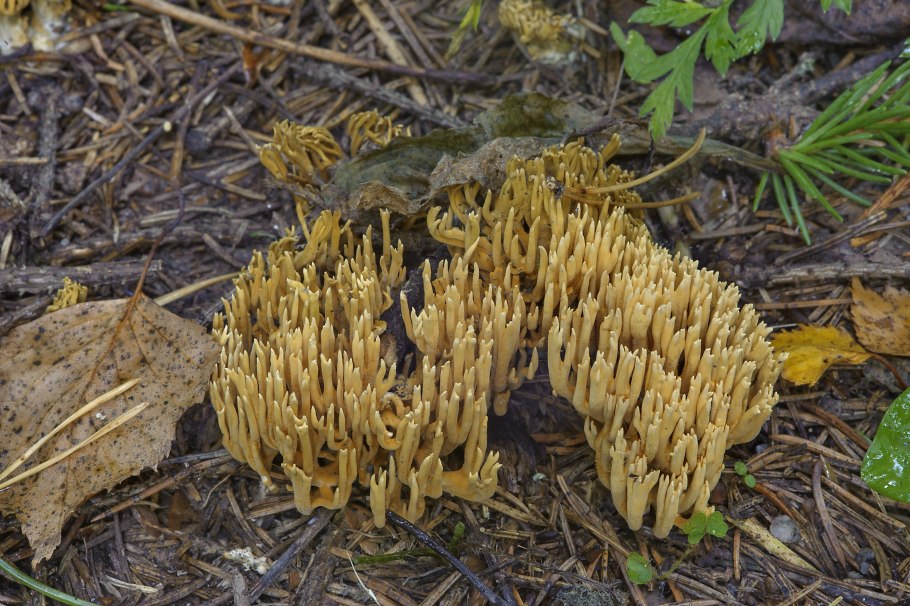 Рогатик Рамария съедобные