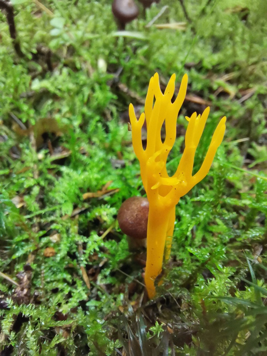 Рогатик Оленьи рожки