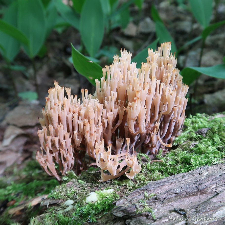 Рамария Инвала Ramaria Invalii