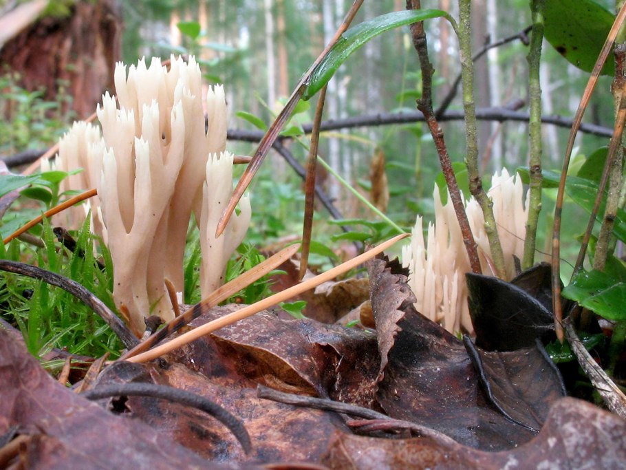 Оленьи рожки Ramaria Flava