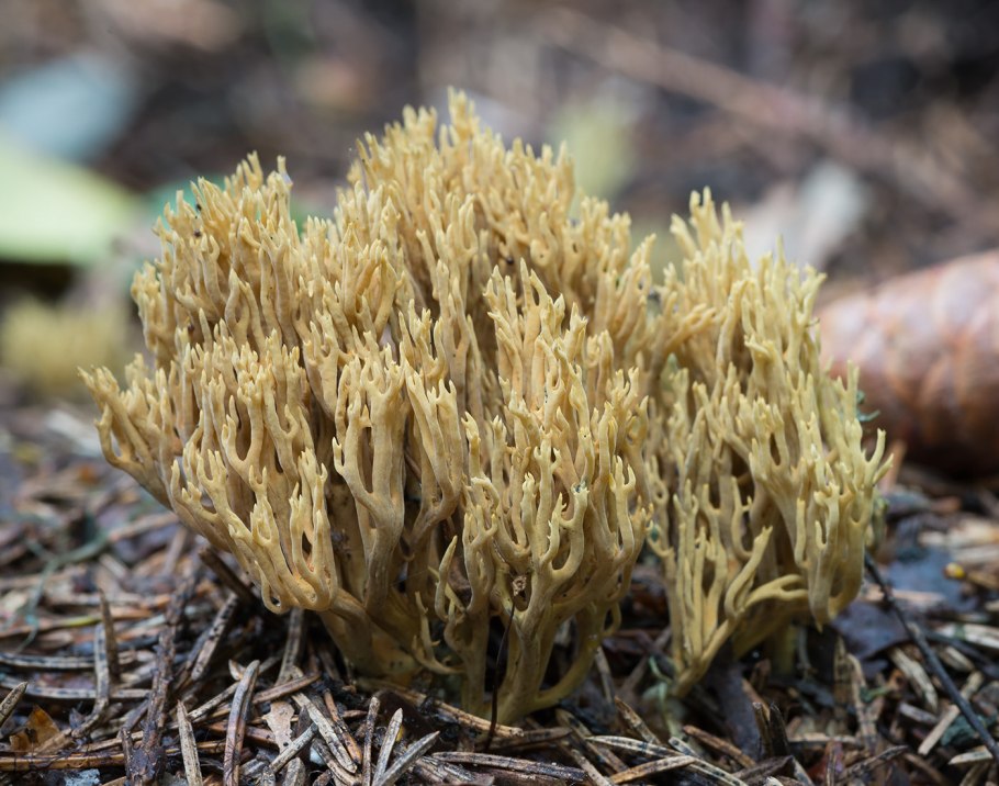 Рогатик обыкновенный Инвала