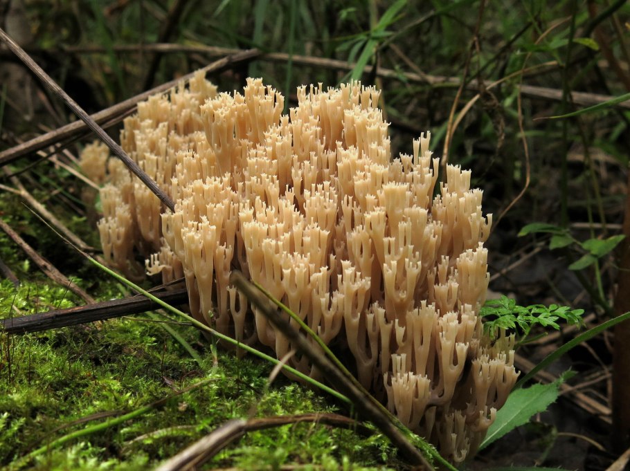 Рамария финская