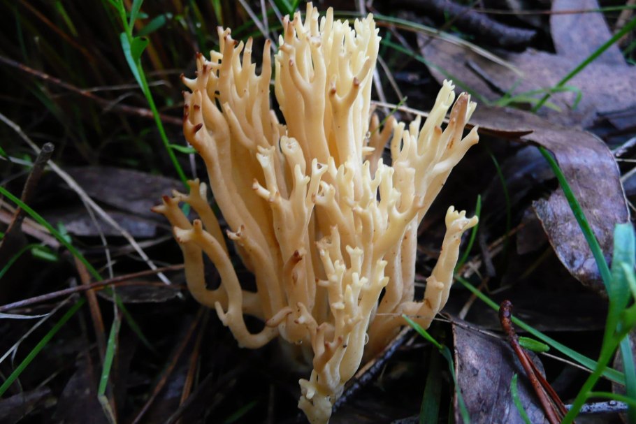 Ramaria flavobrunnescens