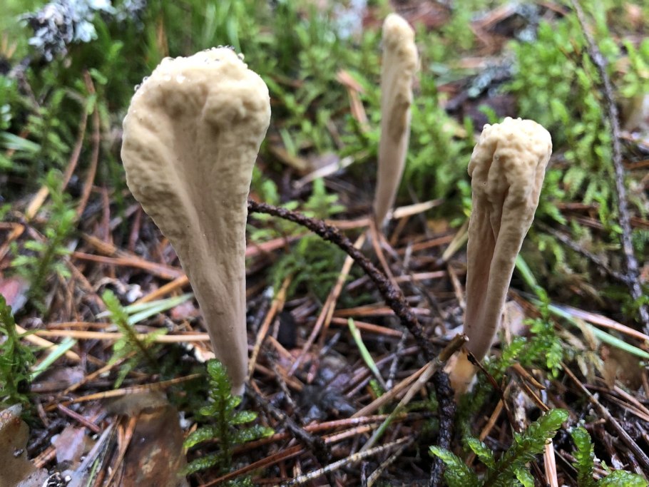 Рогатик коралловидный