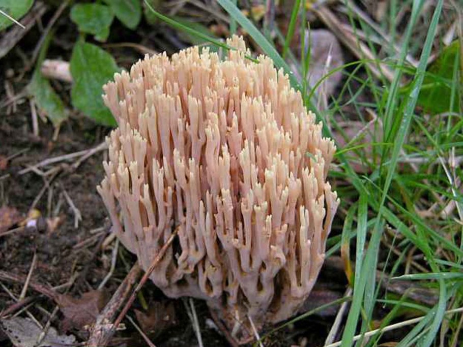 Рамария гроздевидная