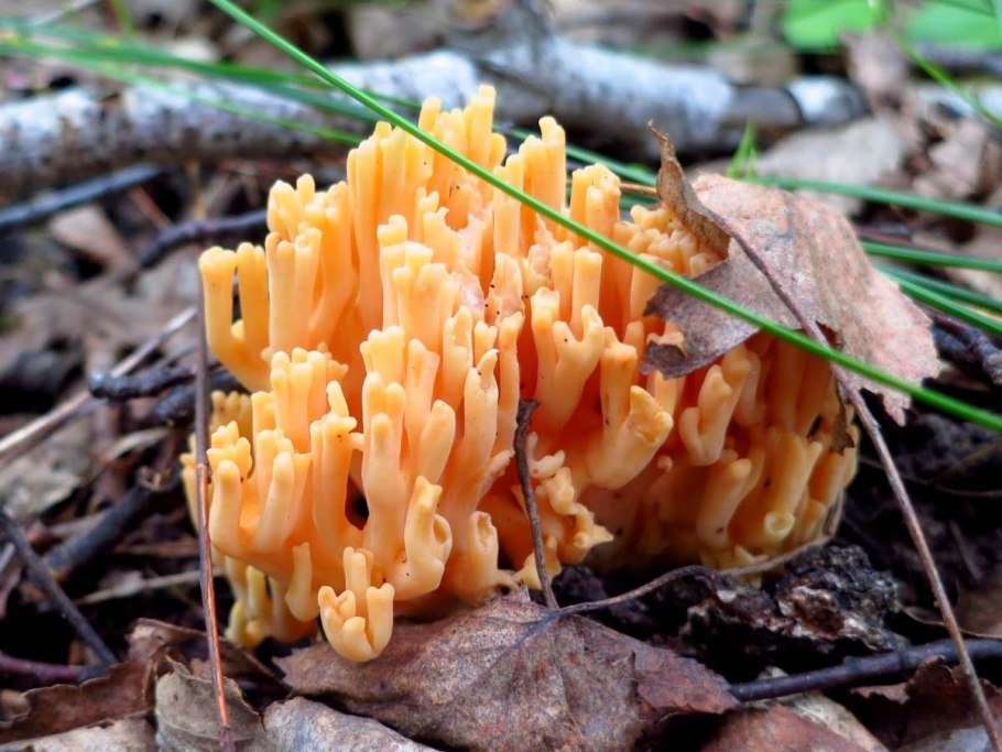 Ramaria aurea