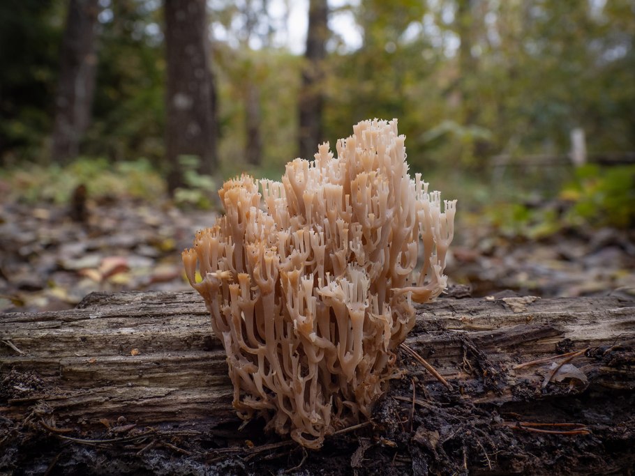 Ramaria abietina