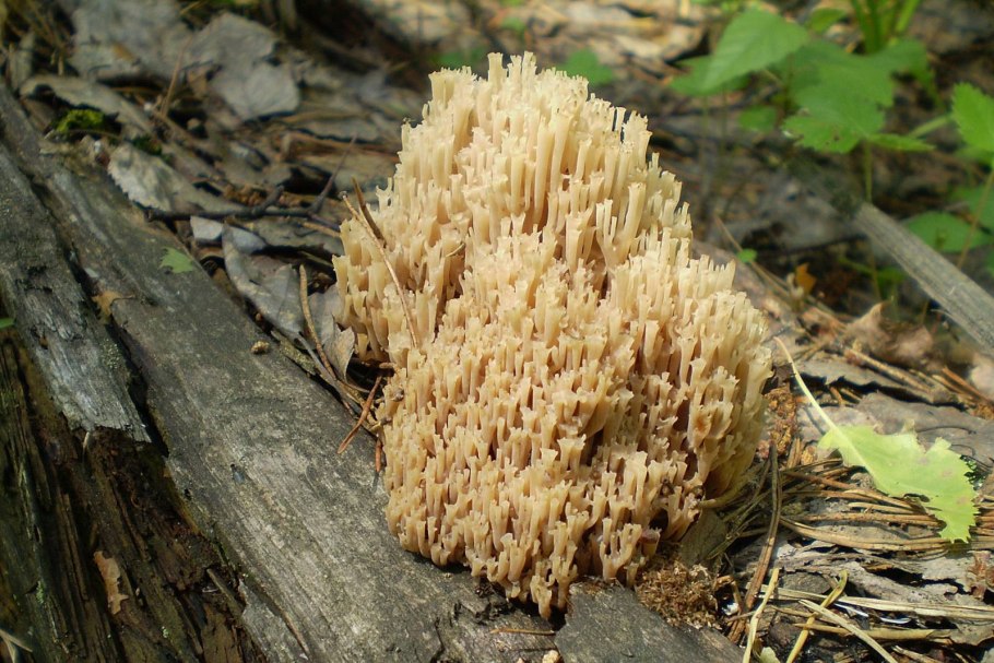 Ramaria Invalii