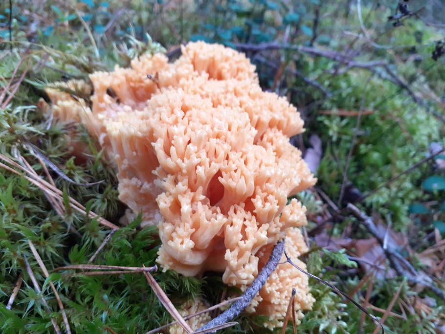 Clavariadelphus ligula