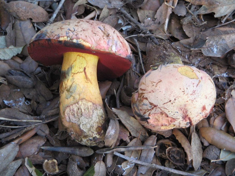 Боровик Волчий Boletus Lupinus