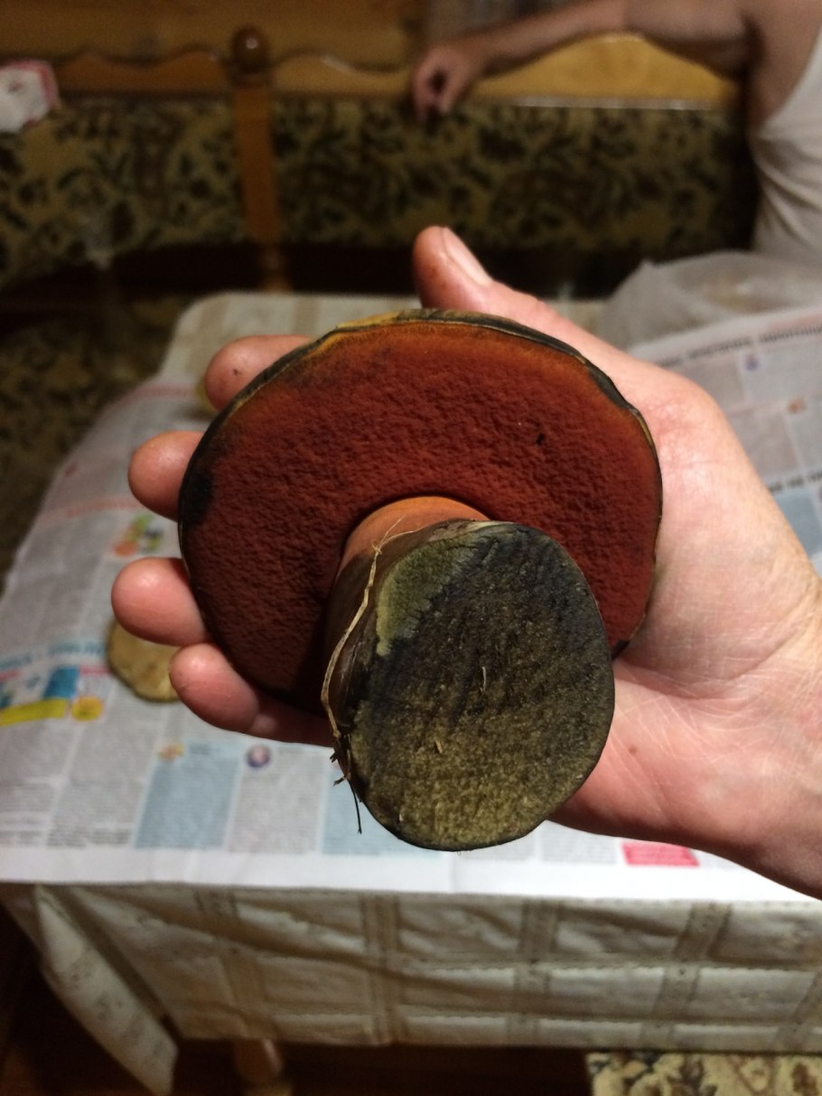 Дубовик крапчатый на срезе