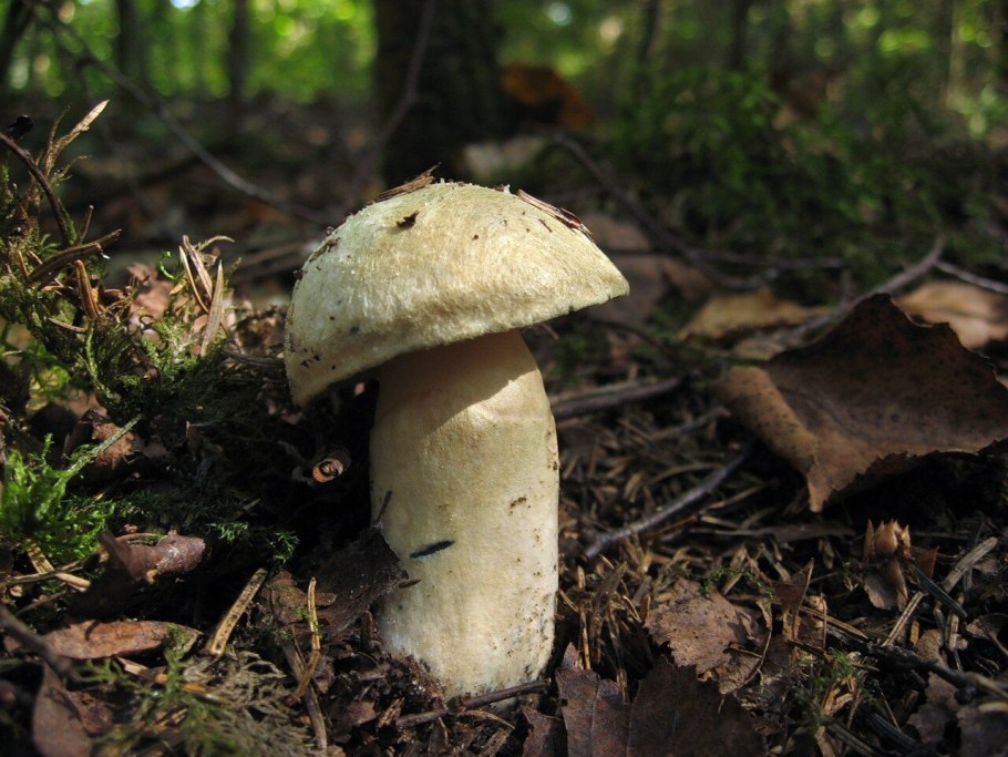 Гиропорус синеющий (Gyroporus cyanescens)