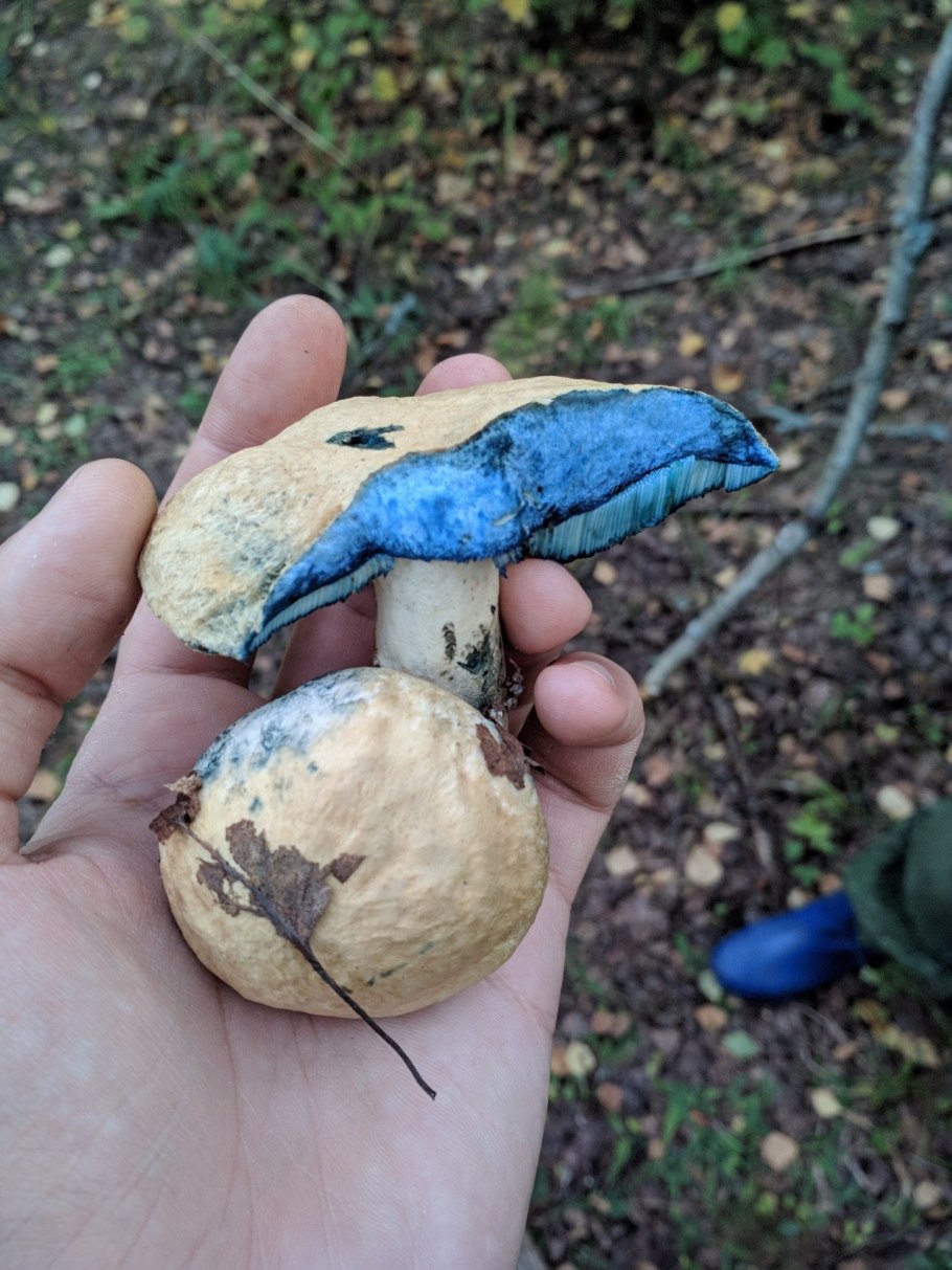 Гиропорус синеющий (Gyroporus cyanescens)