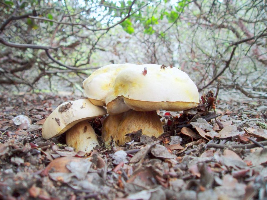 Боровик гименофор