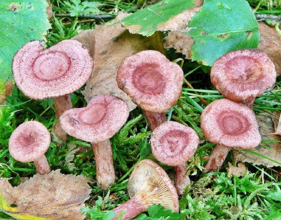 Млечник шиповатый (Lactarius spinosulus)