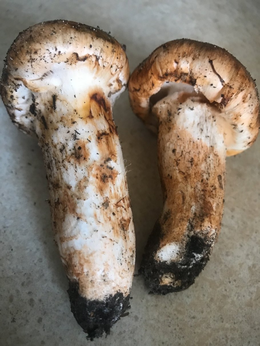 Рядовка перевязанная Tricholoma focale