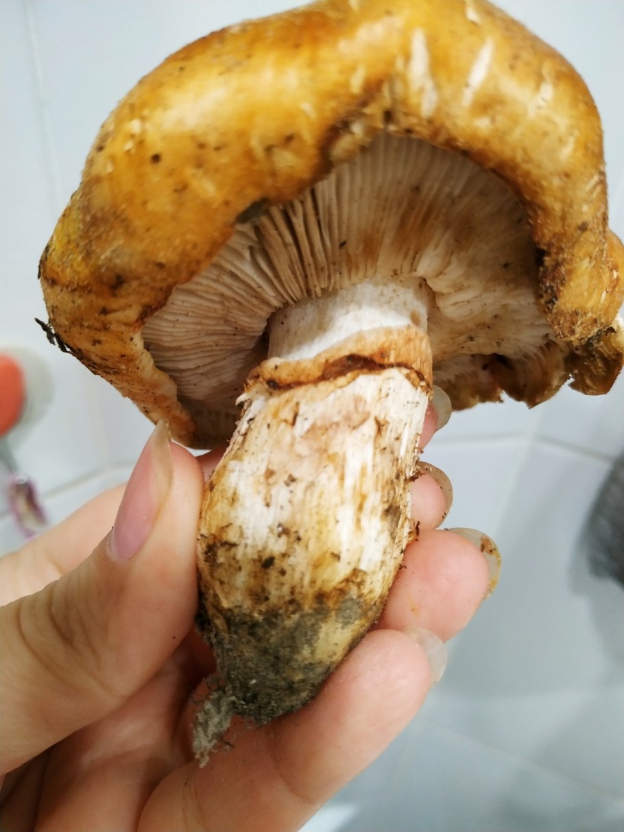 Рядовка золотистая