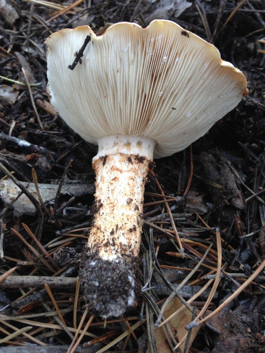 Сосновая рядовка гриб