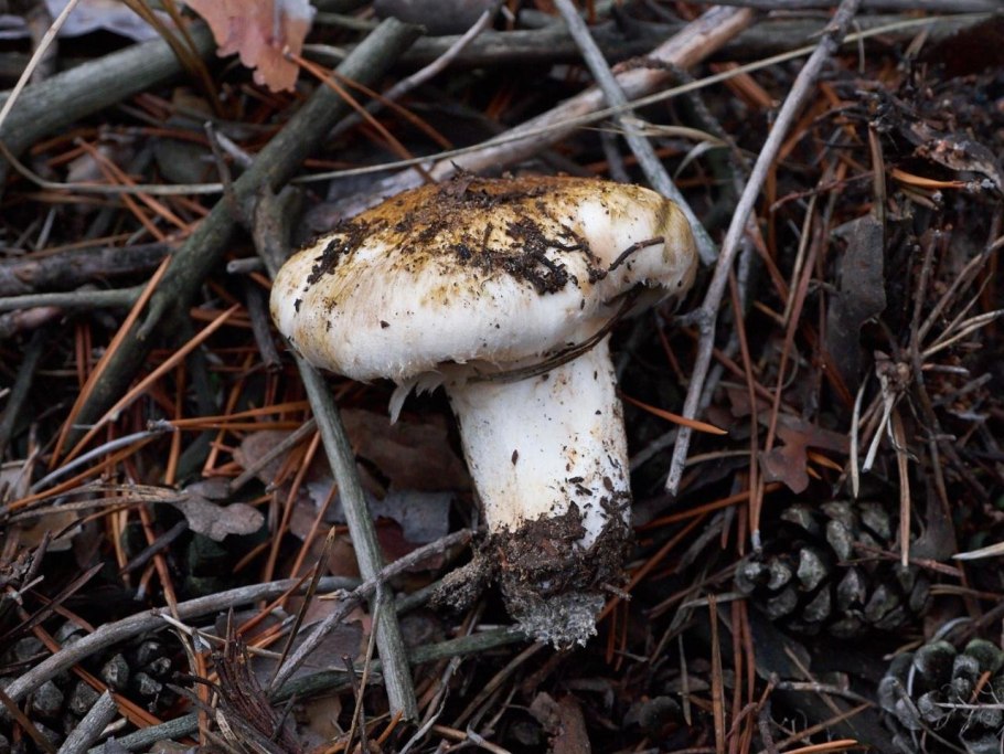 Осенние грибы рядовки