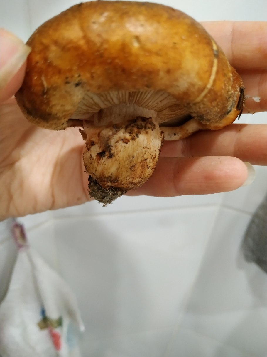 Рядовка перевязанная Tricholoma focale