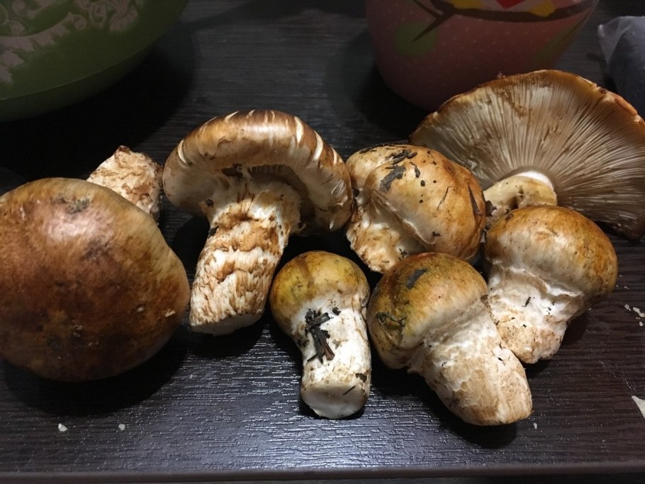 Рядовки грибы в Башкирии