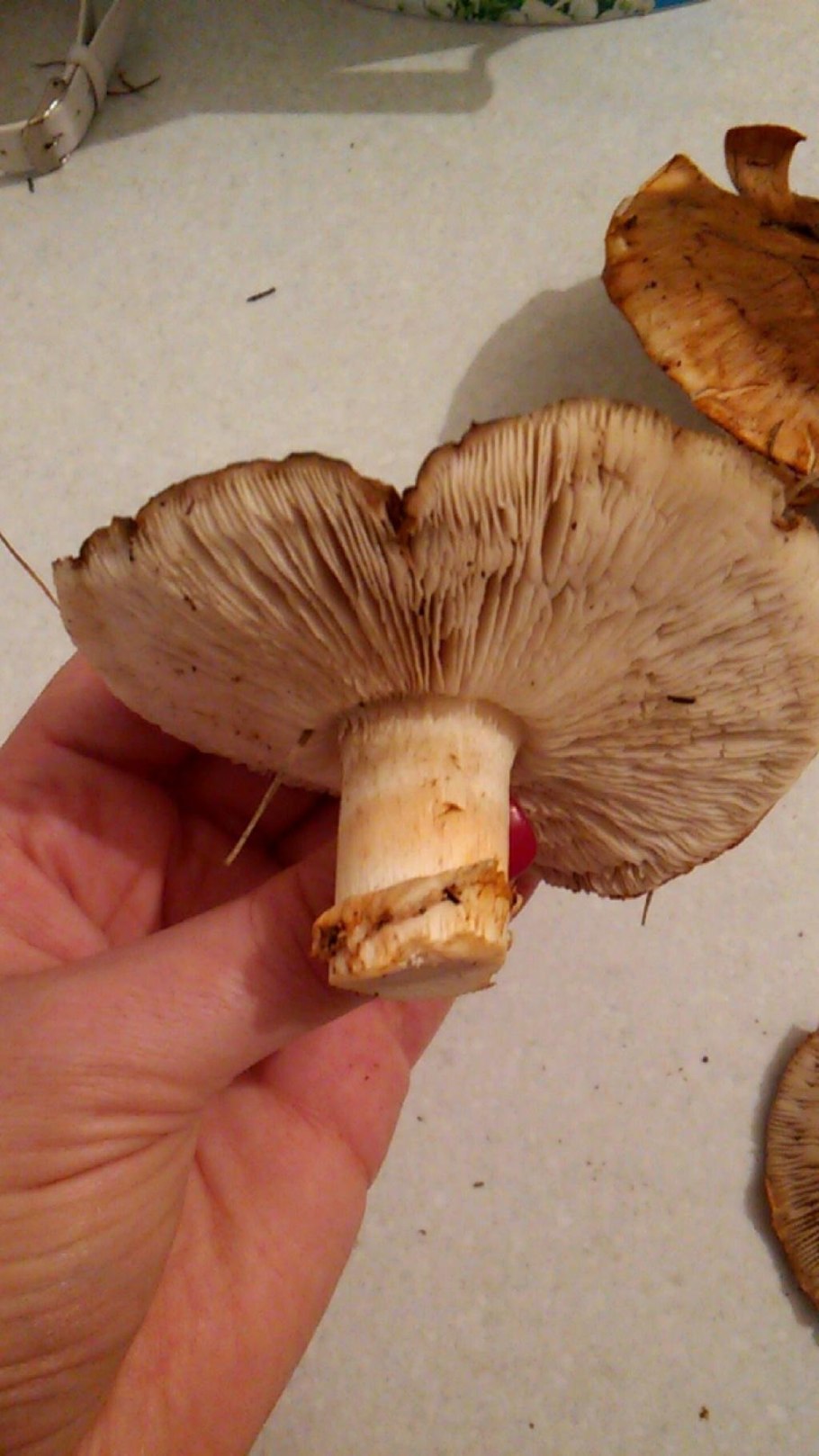 Рядовка опенковидная (перевязанная)