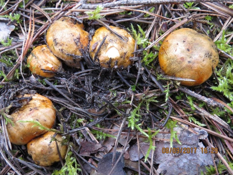 Фото грибов солилки