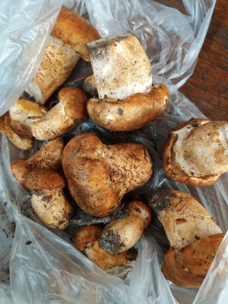 Рядовка перевязанная Tricholoma focale