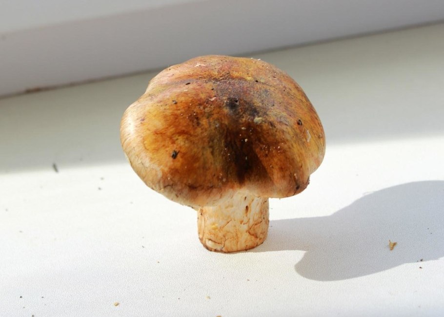 Рядовка перевязанная фото